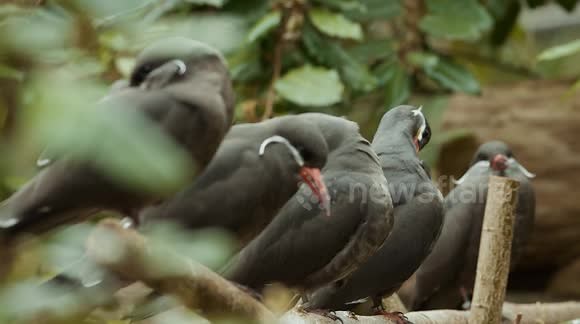 Switzerland: Endangered Inca Terns Take Up Residence At Zurich Zoo