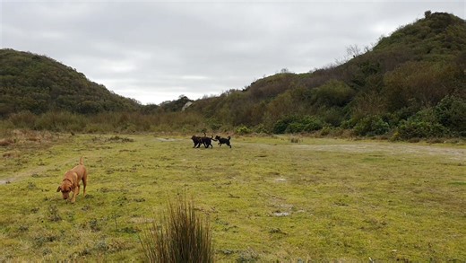 🐕🐕🐕🐕🐕🐕🚶‍♀️ | Paws and Play