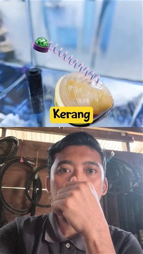 Clear water detection using shellfish method #facts #experiment #seafood