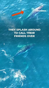 From up high, a drone in Australia recorded a group of whales splashing around and waving their huge tails with an energy that resembles a celebration. | The Kiwi