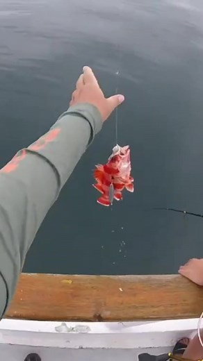 I caught Nemo... or a Flag Rockfish, that sorta looks like Nemo, off the coast of Southern California. #fish #fishing #rockfishing #flagrockfish #californiafishing #saltwaterfishing #oceanfishing #nemo | Chris Moore