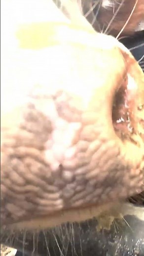 A bull boop to get you through hump day 🐪