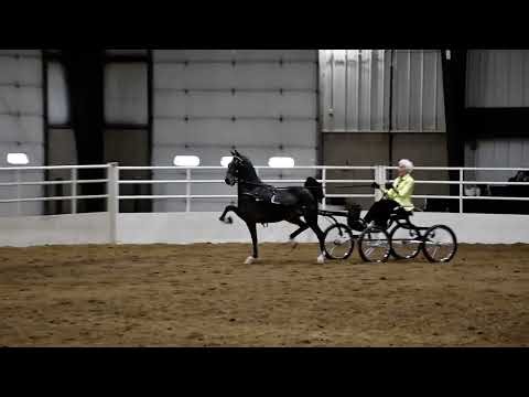 Mary in Class 81 - Hackney Pony Limit @ Spooktacular on Oct 18, 2025 in Springfield, OH