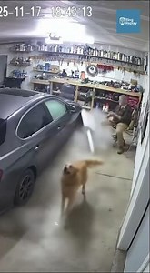Golden Retriever Pulls Owner Away Seconds Before the Entire Garage Collapses