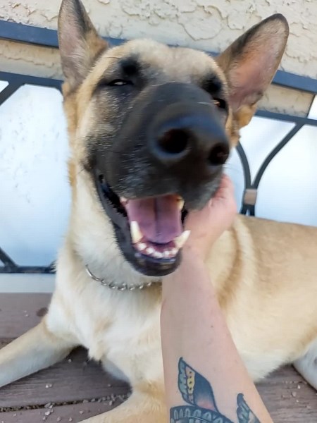 1.4K views · 112 reactions | CHESTER is still soaking up the love...