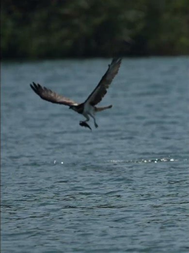 Spectacular Osprey Fishing Dive: The Ultimate Catch!