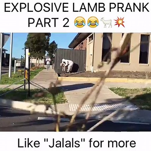 Explosive lamb Prank - Part 2 .