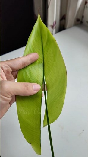 Unique Leaf Flower Bouquet Tutorial | Easy and Budget-Friendly DIY Floral Wrapping Tips