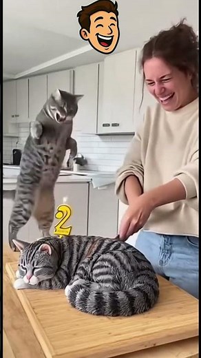 Cutting a “Cake” in Front of Cats 😹 #cats #funnycats #catshorts #catvideos #cakeprank #funnyshorts