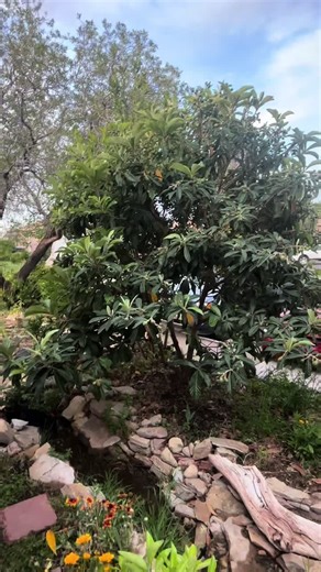 Evergreen fruit tree! Great for front yard foodscapes in zones 8-10. Save the seeds for buttons, beads, or new trees! #permaculture #foodscape #learn #garden