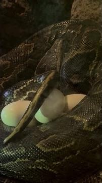 A Seba PYTHON lays EGGS in the VALENCIA Biopark #shorts