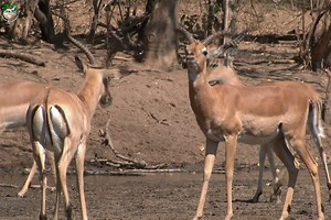 2.6M views · 71K reactions | Predators' Play Ground - [ हिन्दी डाक्यूमेंट्री ] Part 12 , #nature #animals #discovery #naturalnaturehdtv Wild World Survivals World | Natural Nature HDTv | Facebook