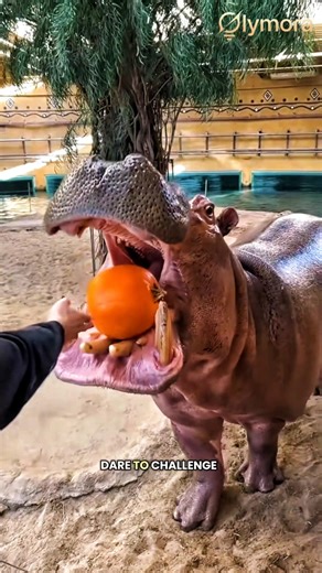 "The Hippopotamus: Africa's Most DANGEROUS Animal That Everyone Underestimates!"