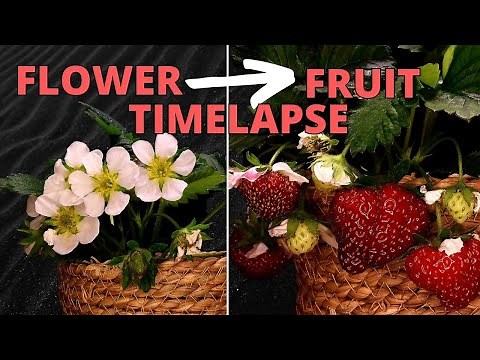 Strawberries FRUITING Time Lapse (Flower to Fruit Transformation)