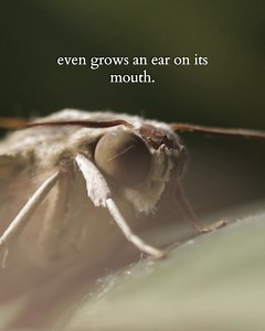 137 reactions · 46 shares | Threshold Season 5: Hark. Explore the power and promise of listening. | Threshold Podcast | Facebook