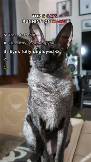 TOP 5 CATS RUNNING ON PURE CHAOS — #1 Is Sprinting