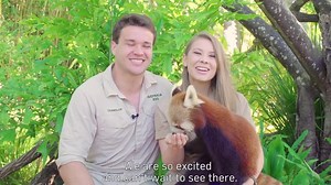 107K views · 9.4K reactions | Love spending time with my sweetheart husband and beautiful Ravi the red panda. Every day is magic here at Australia Zoo. If you’d like to see more of our behind-the-scenes videos visit www.crikeyclub.com. ❤️ | Bindi Irwin | Facebook