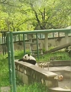 61K views · 1.6K reactions | It's been a long week, time for some panda antics to put a smile on your dial  | Roar Wildlife News | Facebook