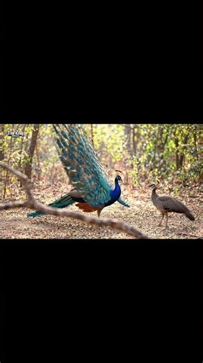 This Peacock's Tail Dance Will Shock You #peacock #wildlifedocumentary #birds #naturedocumentary
