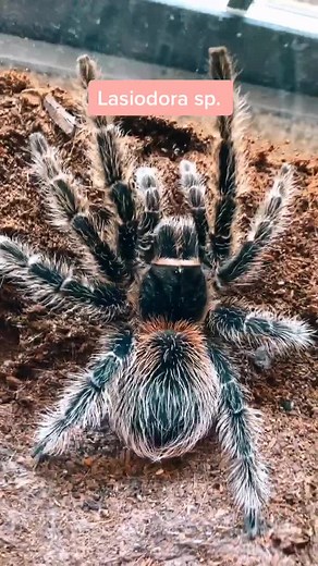 Bella, my female Lasiodora sp. #tarantula #tarantulasoftiktok #spider #foryou #foryoupage #fyp