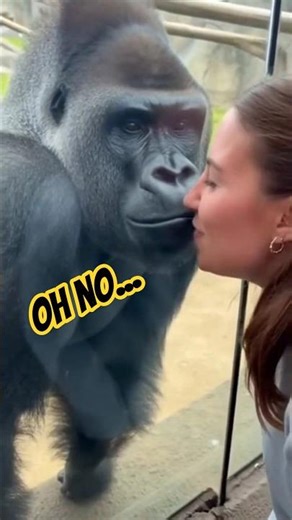 Zoo Glass Moment Turns Awkward 😂🐒 #Funny #Gorilla #Shorts