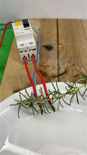 É DESSE JEITO QUE VOCÊ DEVE FAZER 🔴RCCB, ELCB test #experiment #disjuntor