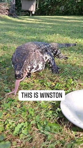 #winstonthetegu #TEGU #argentine #blackandwhite #Tegus #argentinetegu #lizard #lizardlife #reptile #reptiles #fyp #foryoupage #fypシ #cute #lizardsofinstagram #tegulizard #reptilesofinstagram #happy | Winston the Tegu