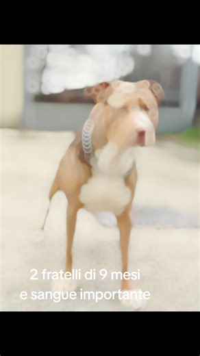 #exoticpets #pit #terrier #merle #mettiinevidenza @Gianpiero Giglio @GINO_PROTO @www.dogmentor.it @Diana Pascariello @luanadehlen3