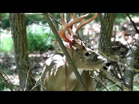 Whitetail Buck Shedding Antler Velvet