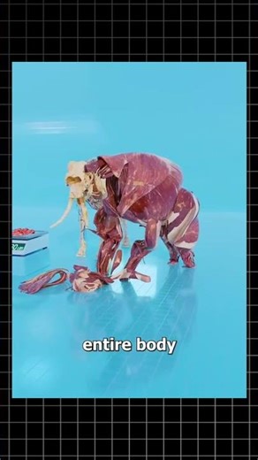 Human Muscles and Elephant Muscles #ytshorts #reactionshorts #dubbed #viral