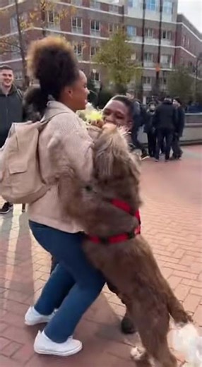 🥰 Heartwarming Soldier Homecoming: Dog Spots Dad in University Crowd！#dog