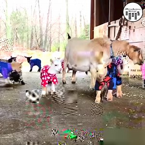 112K views · 119 reactions | Greatest Of All Time! 珞  These baby goats are having party time in their cozy pajamas  | Michael Andreas Häringer | Facebook