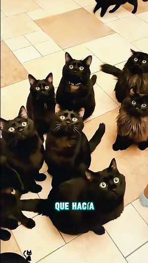 La niña crió 15 gatos negros#funnyshorts #pets #cute #love