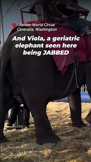 These animals are BANNED from traveling circus acts in this state, thanks to a new law #circus