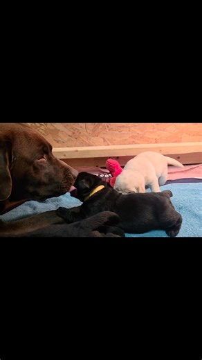 ✨ Such an exciting milestone moment ✨ These little ones are officially finding their footing 💕 We’re starting to see wobbly steps on all fours, tiny adventures across the bedding, and even a few eyes beginning to open to the world. And Miss Sadie — our sweet yellow girl — surprised us all today with a little burst of playfulness 🐾 Those tiny tail wags and playful movements are such a beautiful sign of curiosity and confidence starting to bloom. Every day brings something new, and watching thes