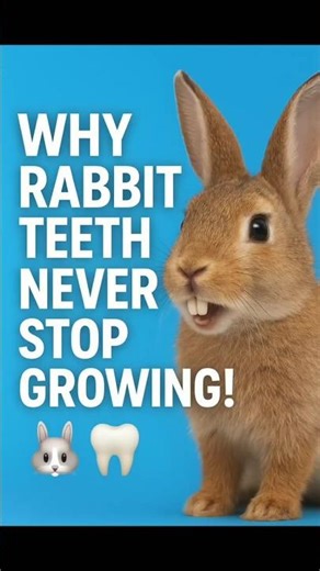 Why Rabbit Teeth NEVER Stop Growing! 🐇🦷 | Crazy Animal Fact You Won’t Believe #shorts