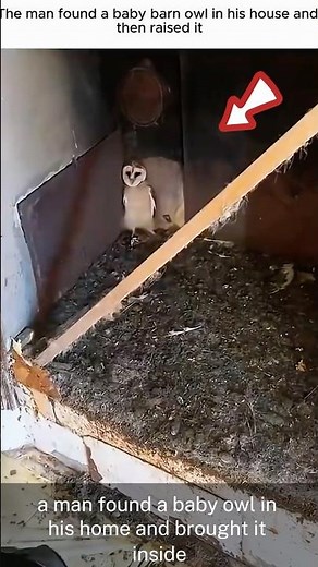 The Baby Owl Who Found a Home – A Heartwarming Rescue Story
