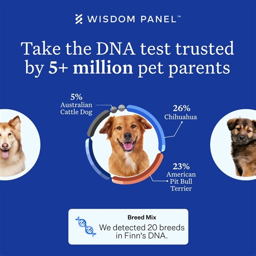 Wisdom Panel tests use 20 years of research to deliver in-depth insights into your pet’s health, breed, traits, and more. | Wisdom Panel