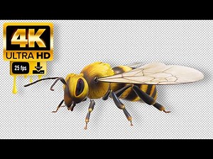 Bee Green Screen - Footage 4K