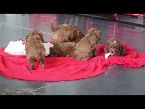 Cavapoo Puppies For Sale