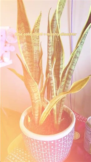 Winter Succulent Survival Guide 🌵❄️