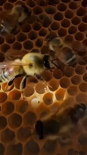 POV: You Are a Bee Returning to the Hive 🐝