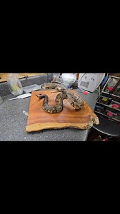 Timber Rattler mount i did for Tommy McGaha last year! #rattlesnake #timberrattlesnake | Kim Herlovich