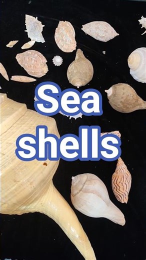 Sea shells