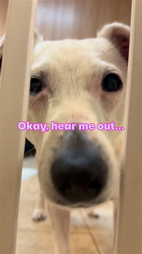 Meet Splash 🫧 Splash is a gentle, people-loving girl who has been showing us exactly who she is for a long time now. She’s affectionate, devoted to her humans, and happiest when she can be right by your side. When Splash arrived, she had some allergies that required daily care, but she has been an absolute angel about it. She takes her medications easily and has proven to be a breeze to care for. It’s just part of her routine, and she handles it like a pro. Splash does best as your main focus a