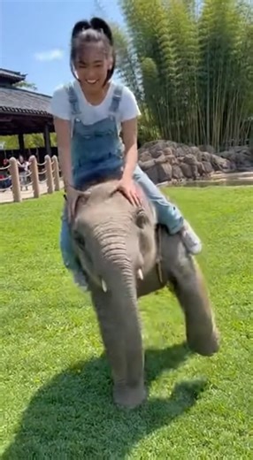 Funny cute girl happy playing and ride adorable baby elephant! 😆😂 #elephant #funny #babyelephant #elephantlove #elephantlovers #animals #animallover #wildlife #zoo #playtime #playing #elephantsanctuary #rescue #saveanimals #feeding #feed #piggyback #dailyelephant | Daily Elephant