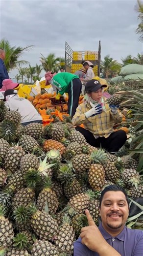Pineapple harvest full of flavor and freshness! 🍍🌿 #pineapple #harvest #tropicalfruit #countrylife