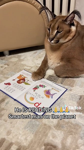 Gosha: The Smartest Baby Learning in Peace