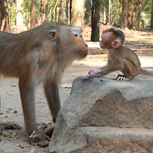 Libby lip smacking talk to Lily with love mom want to see young strong | Beloved Monkeys Of Cambodia