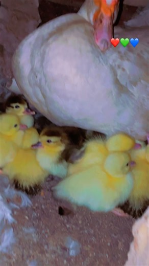 Produisons en masse 😌🥰👋#tiktok #viralvideo #canard #video #tendencia @Khalil Elevages et Co🦆🪿🐓 @Prince Éleveur 🇹🇬🇲🇦🇸🇳 @SEN DIABA SERVICE @🇸🇳Sen Agro Afrique🇸🇳🦆🌴®️